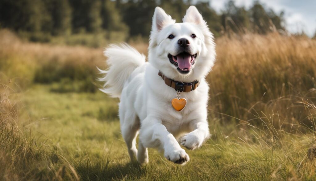 Whistle Health + GPS + Fitness Dog Collar